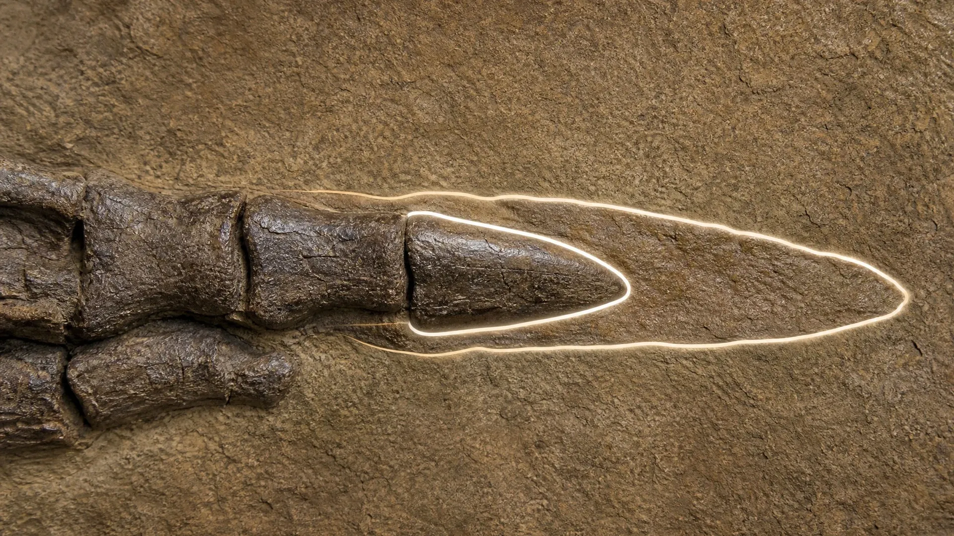 A cutaway reconstruction shows a short terminal toe bone enclosed by a much longer curved keratin sheath.