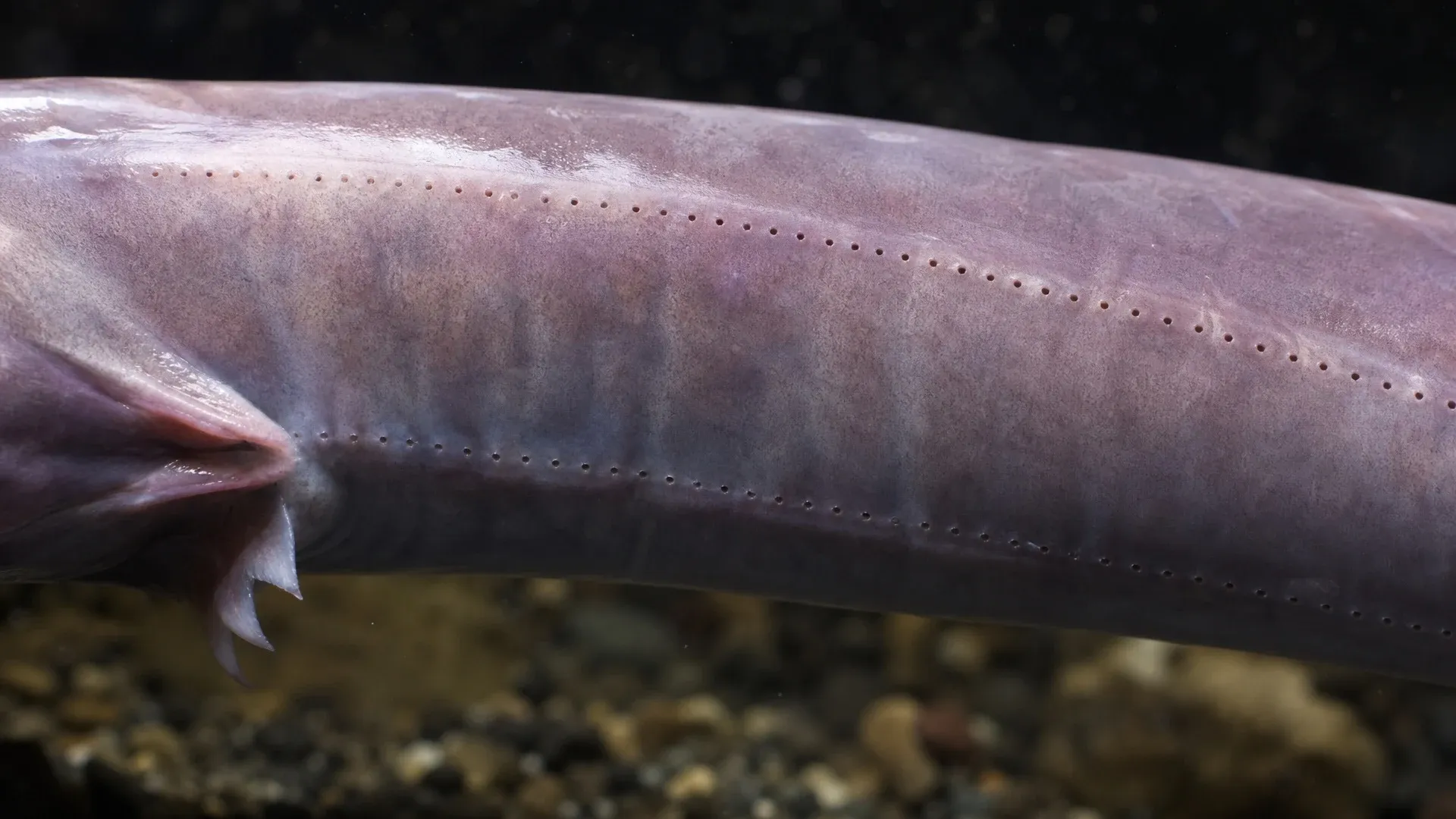 Two rows of small slime-gland pores run along the side of a hagfish’s smooth body.