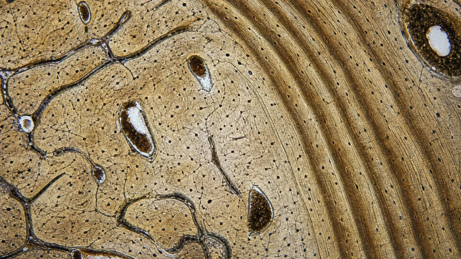 Microscopic fossil bone tissue showing dark vessel spaces, cell cavities, and concentric growth layers.