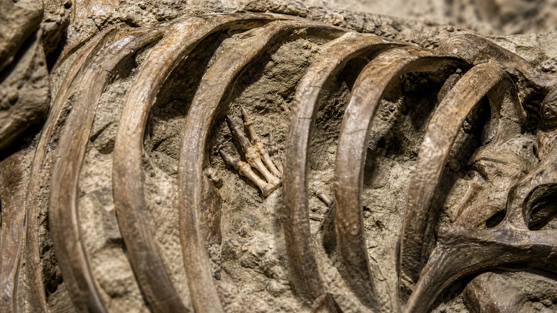 Tiny articulated prey-foot bones sit inside the rib cage of a juvenile Gorgosaurus fossil.