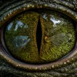 Nature Is Weird profile artwork
