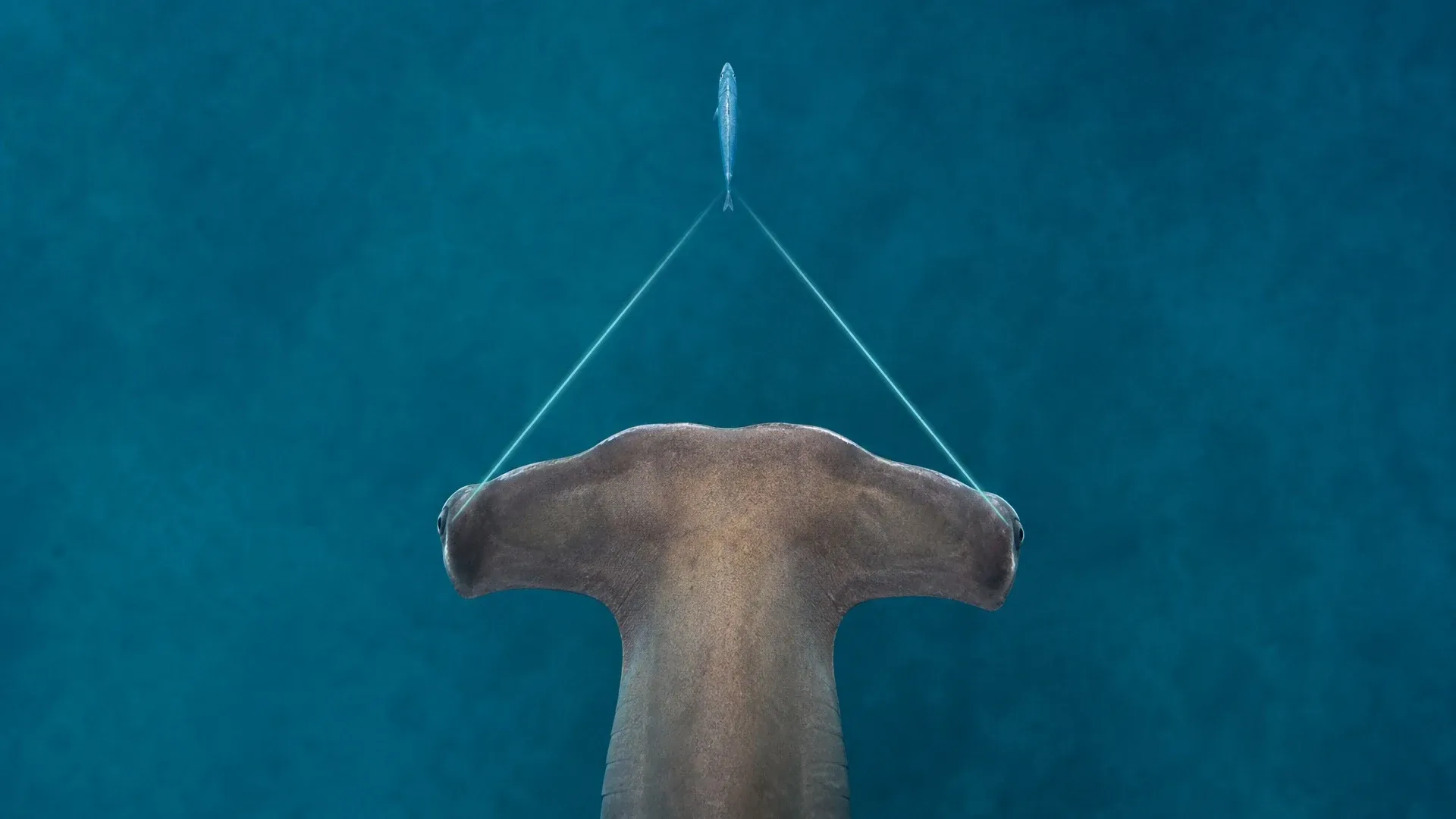 A frontal diagram places a hammerhead shark’s eyes at the outer ends of its broad head.