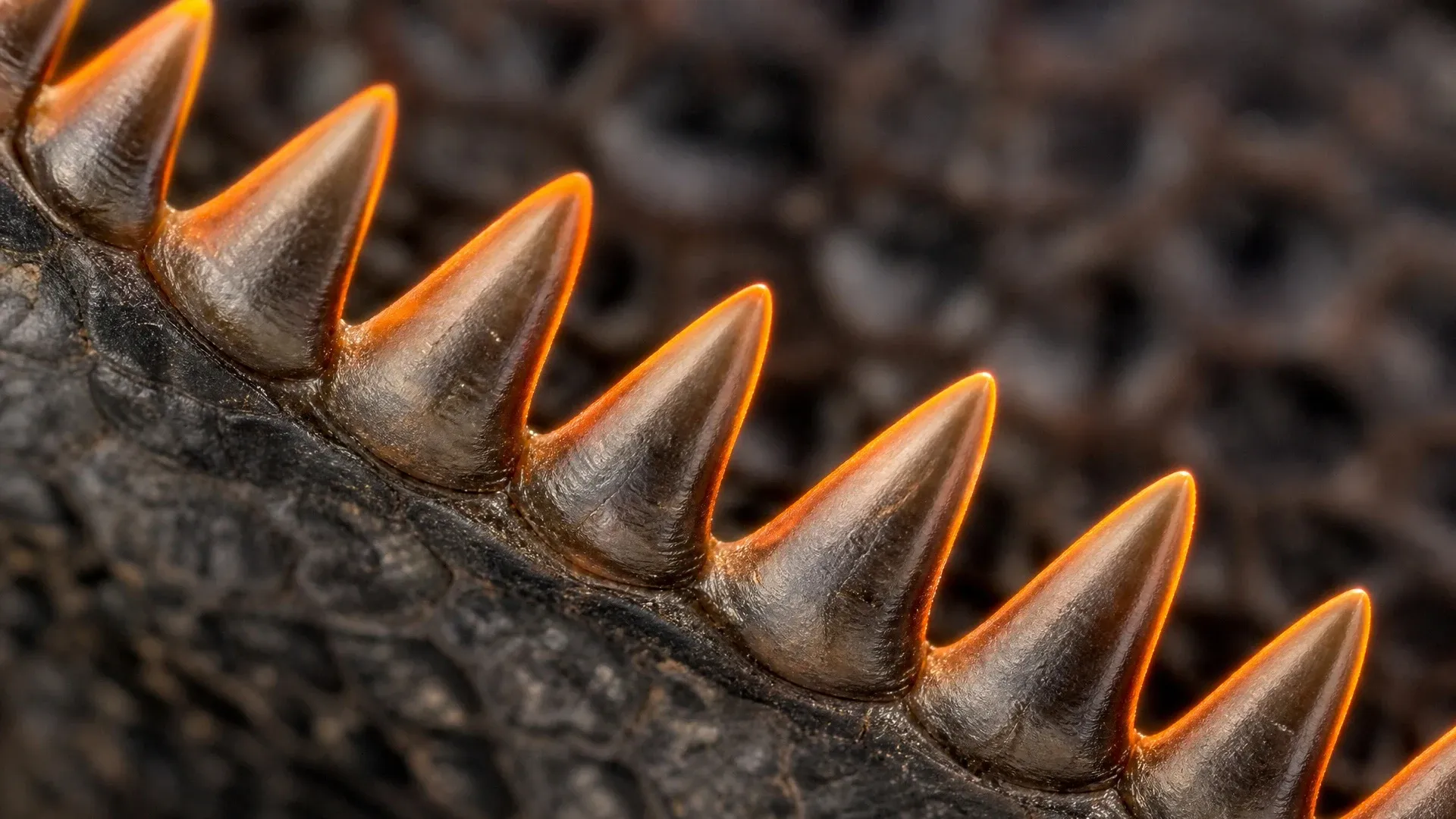 A close-up row of dark Komodo dragon tooth serrations outlined by a thin orange iron-rich edge.